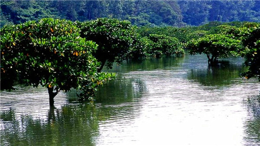 �t���� �V���������ξW(w��ng)