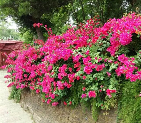 �V������������V���������ξW