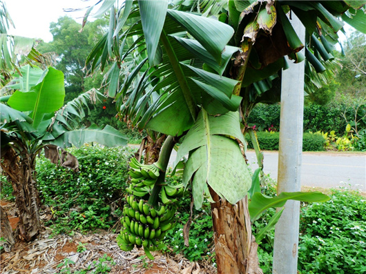 �V������������ ���ލu�㽶