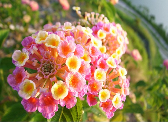 �V������������ С�Ļ���