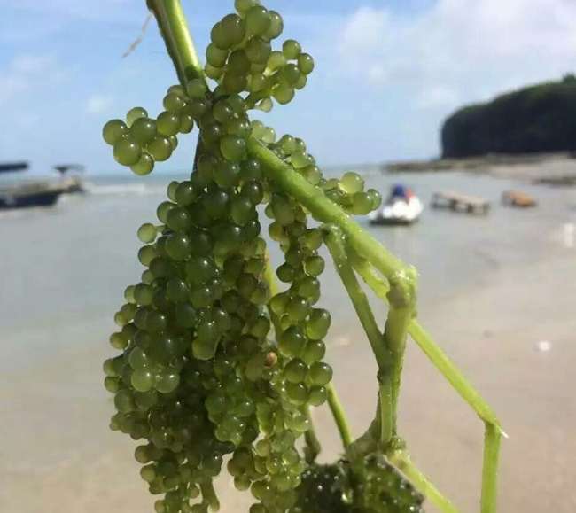 ���ލu���V������������