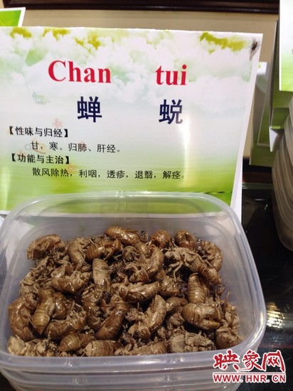 你可能沒(méi)想到，這個(gè)知了幼蟲(chóng)退下的皮還是一味藥，對(duì)嗎？