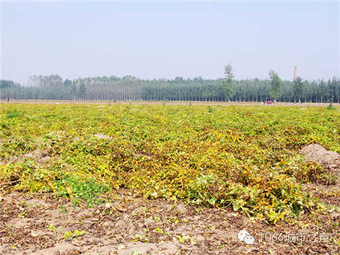 一望無際的山藥基地。據(jù)說，一季山藥后，土地需要五年才能恢復(fù)。
