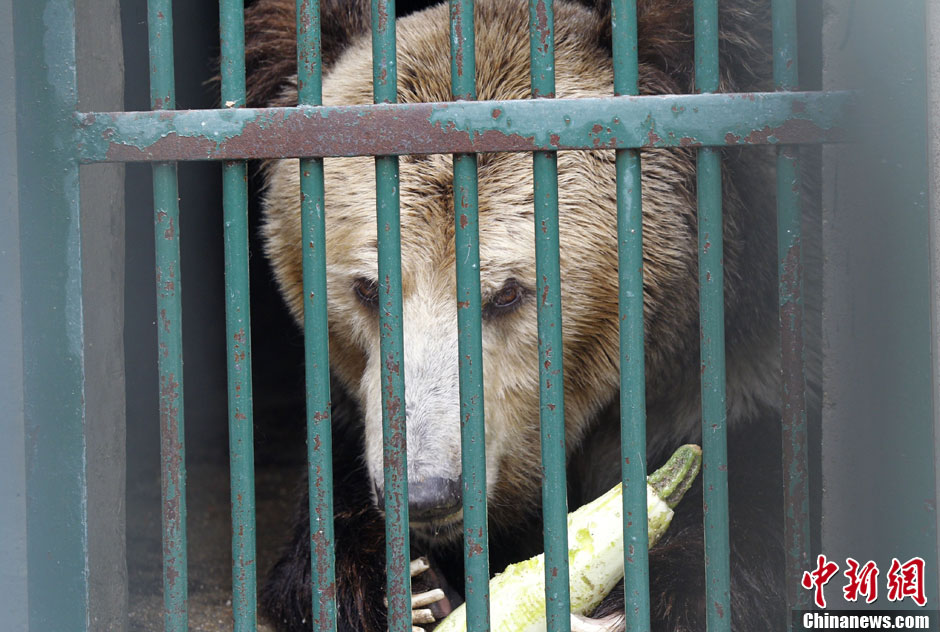 6月19日，河南鄭州，新密市動物園咬死飼養(yǎng)員的肇事棕熊被暫押在鄭州動物園內(nèi)，該熊“臥室”周圍被三重鋼