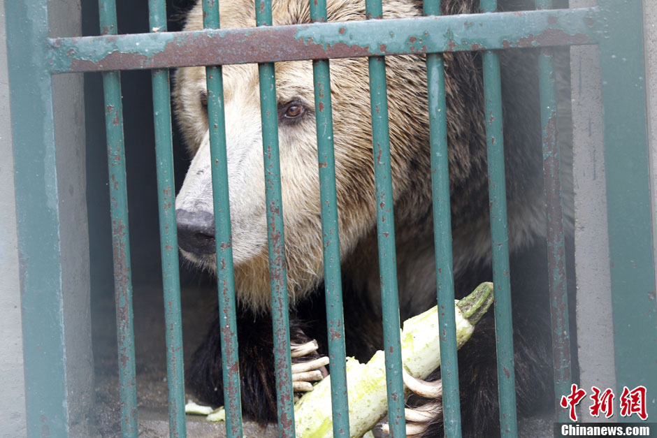 6月19日，河南鄭州，新密市動物園咬死飼養(yǎng)員的肇事棕熊被暫押在鄭州動物園內(nèi)，該熊“臥室”周圍被三重鋼