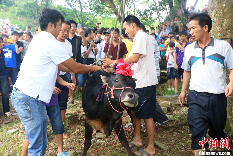 村民給黃牛套上繩索，準(zhǔn)備進(jìn)行儀式。 譚凱興 攝