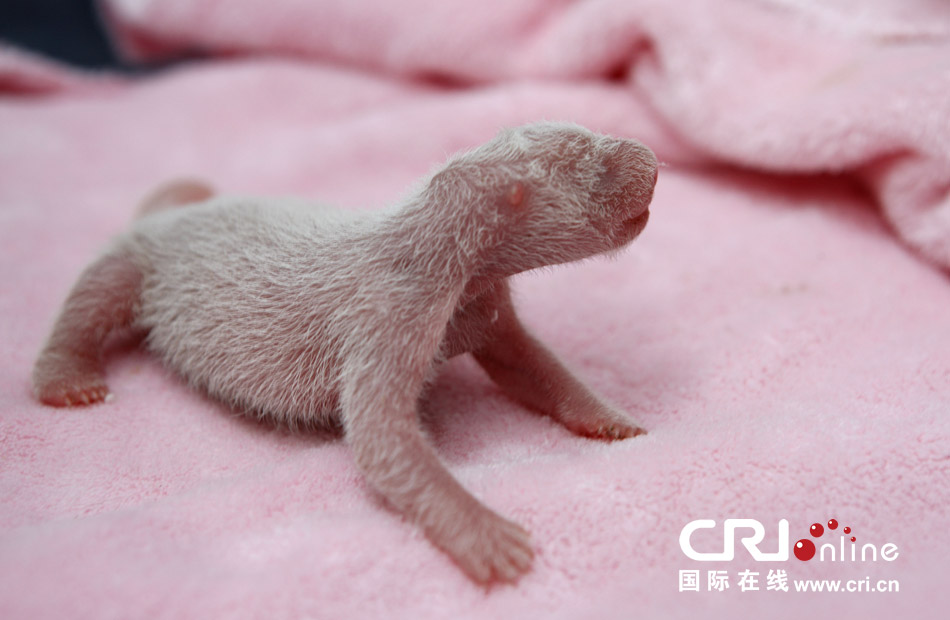 2013年7月11日，成都大熊貓繁育研究基地月亮產(chǎn)房，新生大熊貓寶寶在育嬰箱里憨態(tài)可掬。