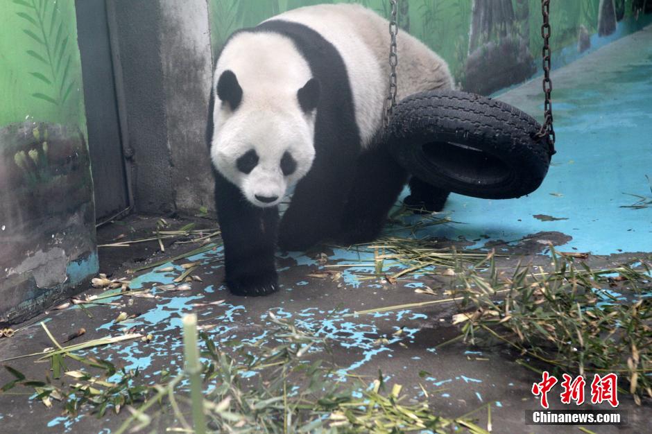 　3月17日，河南鄭州動物園內的大熊貓“龍昇”。