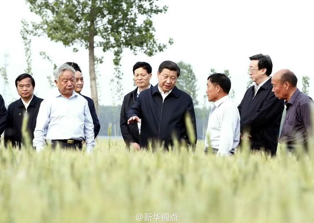 習近平走進糧田,看麥穗灌漿,問農田建設。