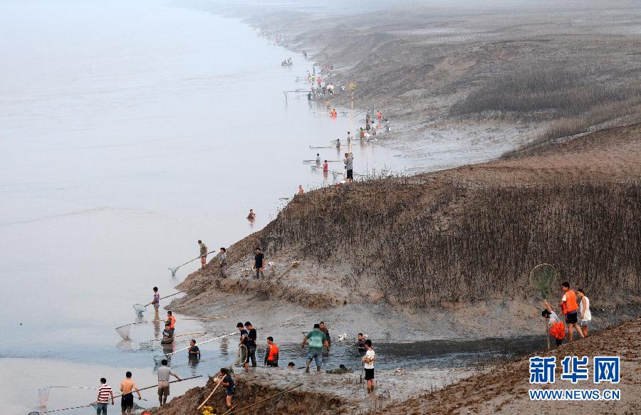  7月6日,在山西省平陸縣黃河岸邊,人們?cè)诓稉泣S河“流魚”。