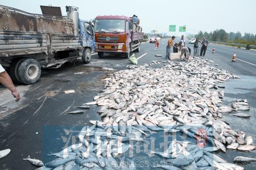貨車翻,魚滿地。