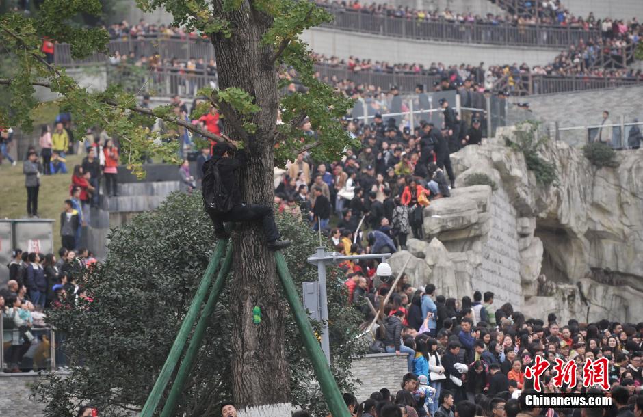 重慶一市民為占據(jù)有利位置，爬上銀杏樹觀看自己喜歡的明星。