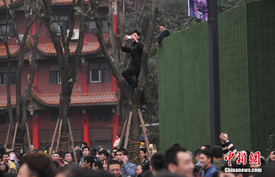 重慶一市民為占據(jù)有利位置，爬上銀杏樹觀看自己喜歡的明星。
