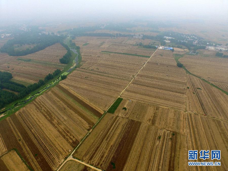 這是5月28日在河南省南陽市唐河縣甘河灣村航拍的麥?zhǔn)宅F(xiàn)場。