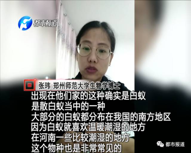 蟻?zhàn)宕筌娙肭?！十幾萬裝修的新家被“吃掉”