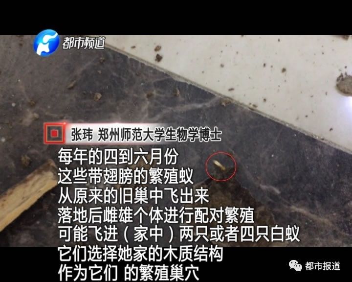 蟻?zhàn)宕筌娙肭?！十幾萬裝修的新家被“吃掉”