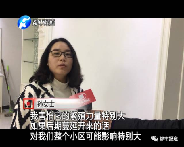 蟻?zhàn)宕筌娙肭?！十幾萬裝修的新家被“吃掉”