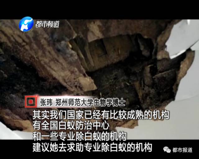 蟻?zhàn)宕筌娙肭?！十幾萬裝修的新家被“吃掉”