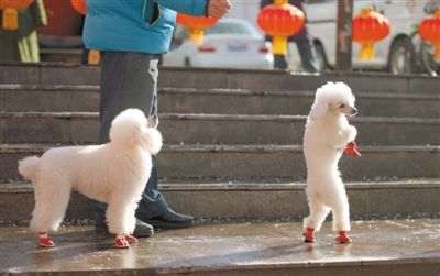 2013年2月1日,紅蓮廣場(chǎng)上,一位狗主人牽著兩只小狗散步。未來小狗出行有望佩戴“免疫證”。新京報(bào)記者 薛珺 攝
