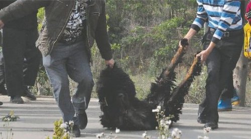 雙流鳳凰村兩只巨型藏獒襲擊村民，民警用手槍將其當(dāng)場擊斃