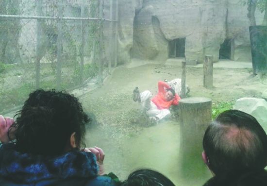 昨日，成都動(dòng)物園，男子進(jìn)入白虎活動(dòng)區(qū)后被白虎拖行。動(dòng)物園出動(dòng)50多人成功營(yíng)救下他