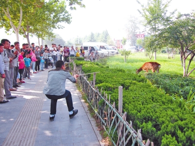 工作人員悄悄走近梅花鹿，準(zhǔn)備發(fā)射麻醉針。