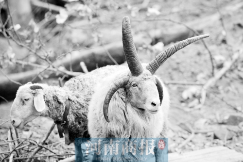 “咩……我的原主人說(shuō)，他養(yǎng)了一輩子羊，也沒(méi)見(jiàn)過(guò)我這種情況”