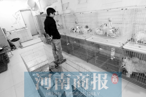 市民反映，淮河路“緣寵”寵物店曾出售疑似患病的狗