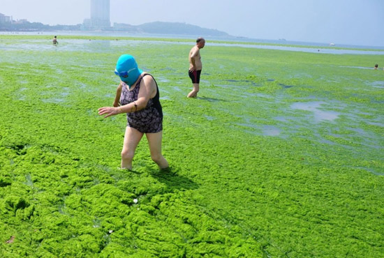 2013年7月3日，山東青島青島高溫來襲，“青島大媽”不懼滸苔，戴著“強盜面具”出現在海水浴場消暑降