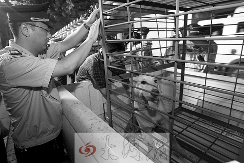 相關(guān)部門將加強(qiáng)管理，今年12月起烈性犬一律沒收。 （資料圖）