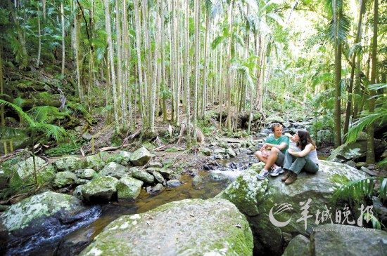 前往神秘的丹翠雨林，領略原始雨林的生動與深邃(昆士蘭旅游局供圖)