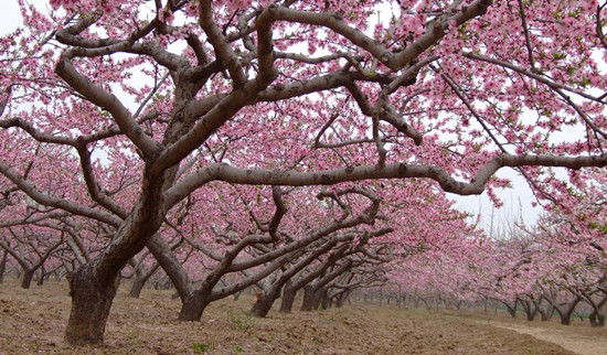 安陽(yáng)內(nèi)黃萬(wàn)畝桃花綻放四月天