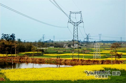 　　三月是川西平原油菜花盛開的季節(jié)。(圖片來源:CFP)