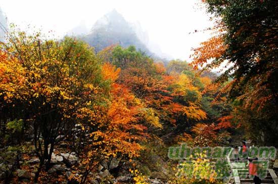 深秋去堯山賞紅葉、泡溫泉、拜大佛