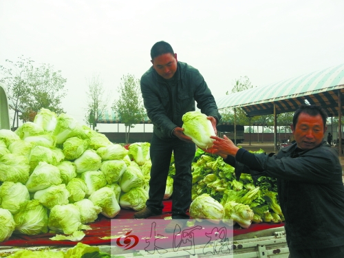 白菜進(jìn)入大量上市期,但價(jià)格卻不便宜。