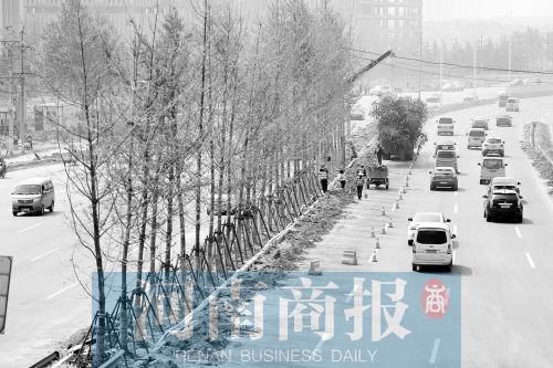 　西三環(huán)化工路，工人正在車道中間種植銀杏樹(shù)