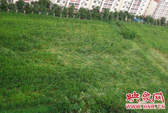 據(jù)映象網(wǎng)網(wǎng)友趙冠召反映，8月7日下午鄭州高新技術開發(fā)區(qū)突降暴雨冰雹，致使附近農田近三分之一玉米倒伏
