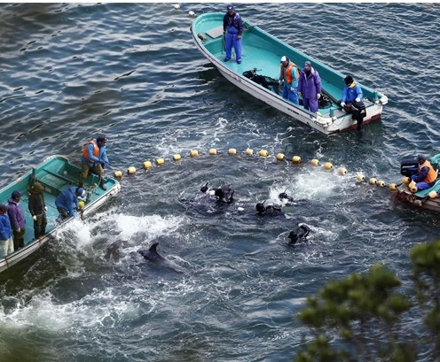 圖為當(dāng)?shù)貪O民正在把海豚趕入屠殺圈內(nèi)。