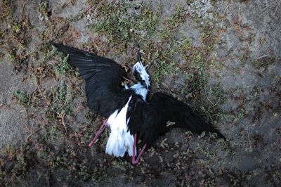 死去的鳥兒達到200多只，還有鳥兒在湖邊淤泥中掙扎著。
