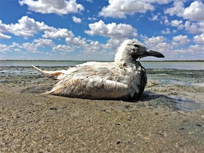 死去的鳥兒達到200多只，還有鳥兒在湖邊淤泥中掙扎著。