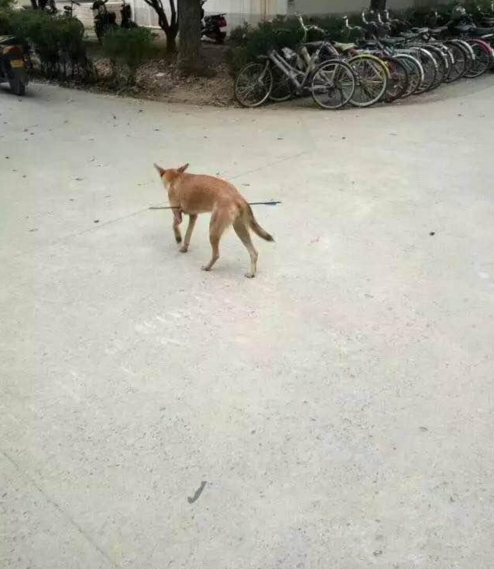 華科大校園內(nèi)，一條流浪狗腹部被箭射穿，地上留著斑斑血跡。