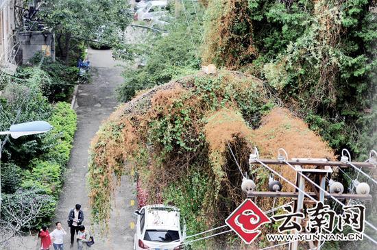 小貓蹲在一根纏滿了藤蔓的樹(shù)枝上。