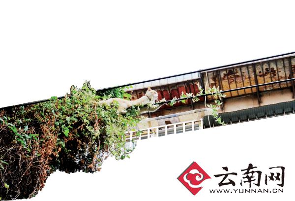 小貓下樹(shù)，但小貓就是不下來(lái)，反而爬到了一根緊貼著樹(shù)的電線上。