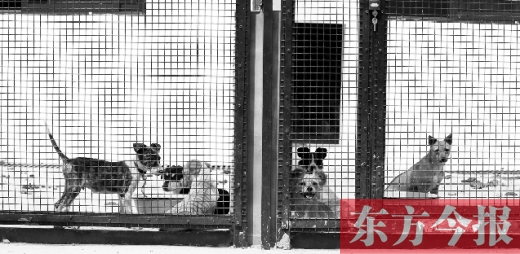 被主人遺棄的小狗暫時寄居在鄭州市犬只收容中心內(nèi)，如果沒有人來認(rèn)領(lǐng)，他們將被處以安樂死