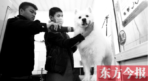 昨天，鄭州城管首次進寵物店清查無證犬只