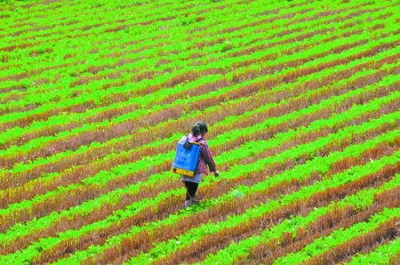 6月28日，內(nèi)黃縣東莊鎮(zhèn)馬固村農(nóng)民在花生地里噴施農(nóng)藥。