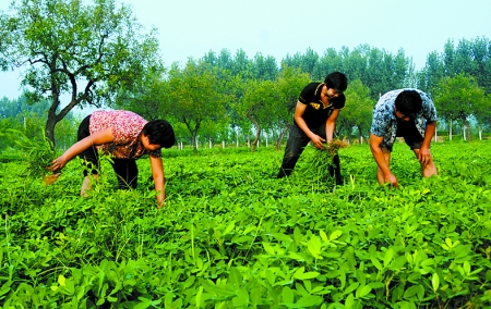 7月16日，內(nèi)黃縣后河鎮(zhèn)余莊村村民在花生地里除草。