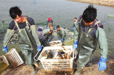 3月18日，漁民在溫縣黃河鯉魚生態(tài)養(yǎng)殖基地捕魚，近日，溫縣3000畝黃河鯉魚生態(tài)養(yǎng)殖基地的頭茬魚開始