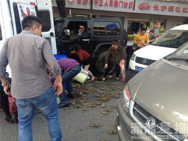 兩車(chē)刮擦致螃蟹鱷魚(yú)滿(mǎn)地爬 被路人搶光