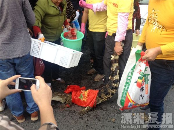 兩車(chē)刮擦致螃蟹鱷魚(yú)滿(mǎn)地爬 被路人搶光